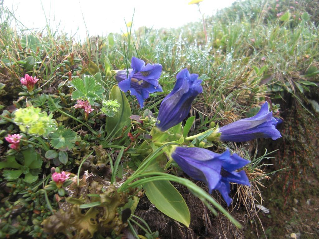 Ruhige Wohnung Mit Schoenem Eigengarten In Seeboden Am Millstaettersee Zewnętrze zdjęcie