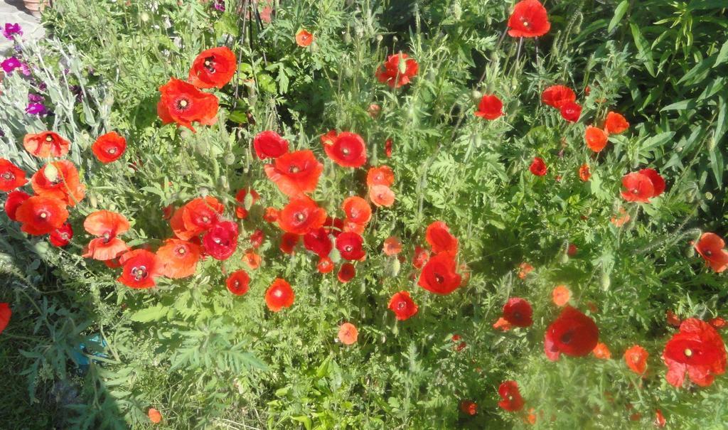 Ruhige Wohnung Mit Schoenem Eigengarten In Seeboden Am Millstaettersee Zewnętrze zdjęcie